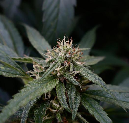 Candy Cream Go Fast. Week 22