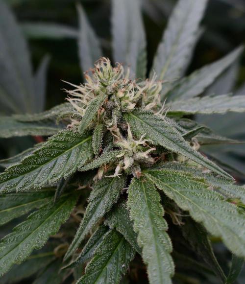Candy Cream Go Fast. Week 22