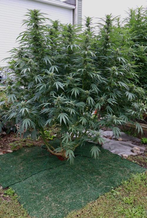 Candy Cream Go Fast. Week 22