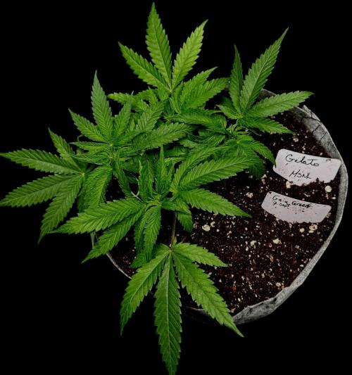 Gelato. Week 7
