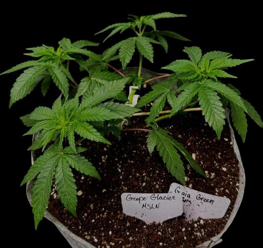 Grape Glacier. Week 7