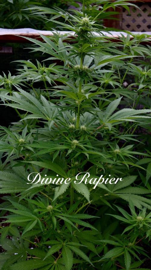 3 Strains 4 plants. Week 5
