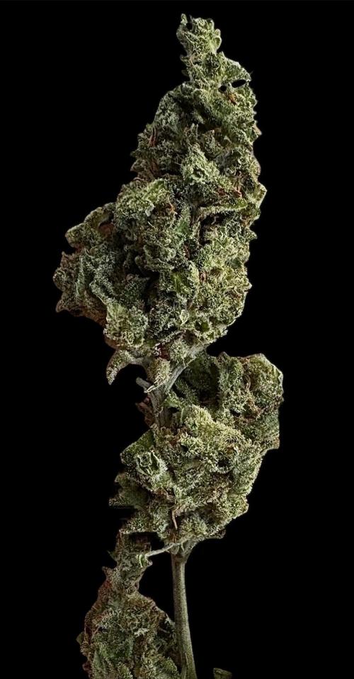 Black Orchid auto. Week 12 - Pheno2