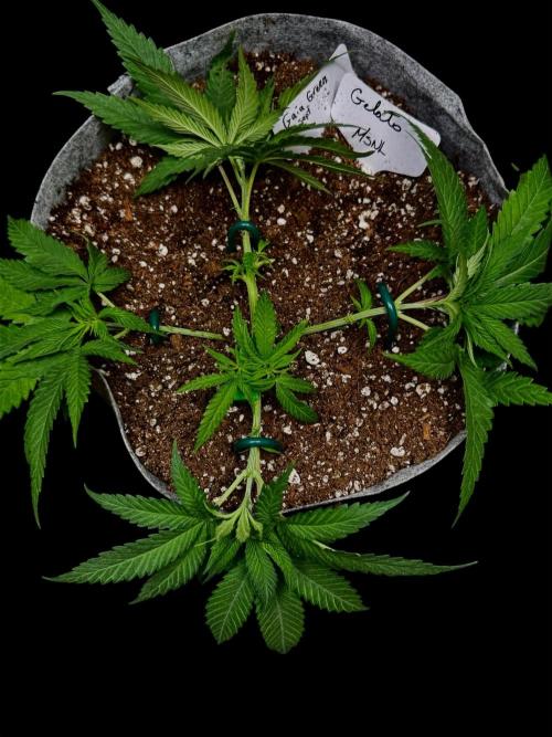 Gelato. Week 7