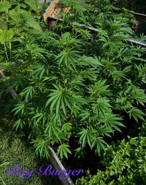 3 Strains 4 plants. Week 6