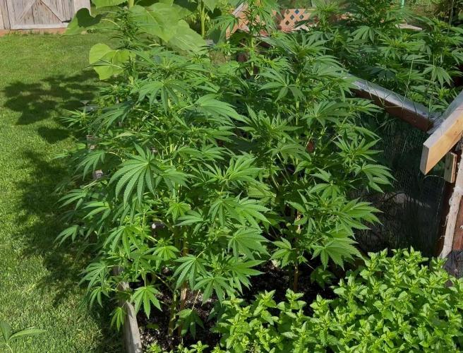 3 Strains 4 plants
