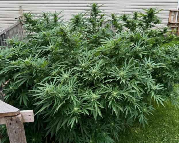 White Widow. Week 24