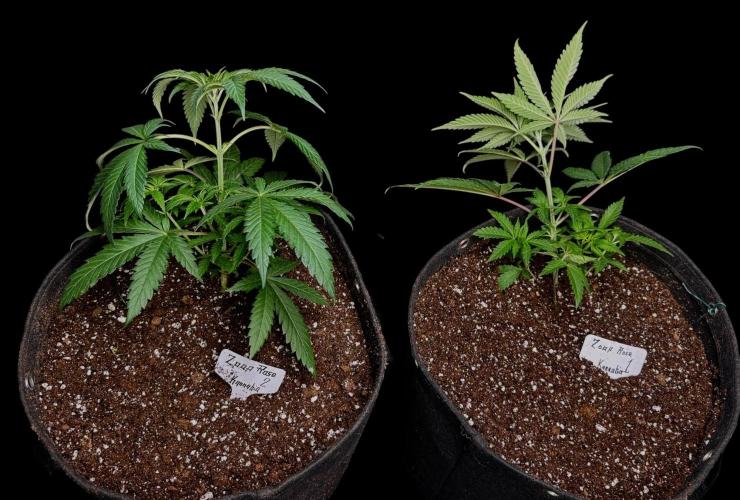 Zoap Rose. Week 6