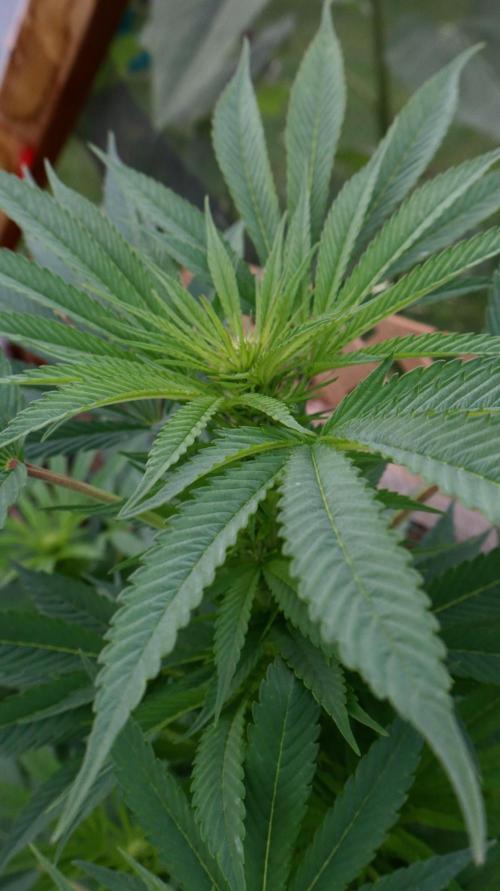 Golosa. Week 17