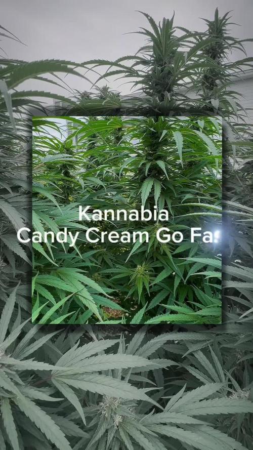 Candy Cream Go Fast