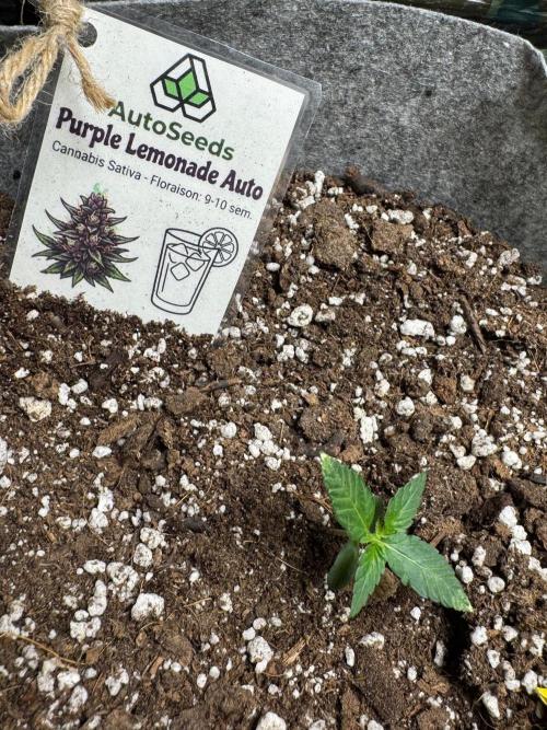 Purple Lemonade Auto. Week 1