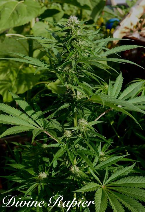 3 Strains 4 plants. Week 6