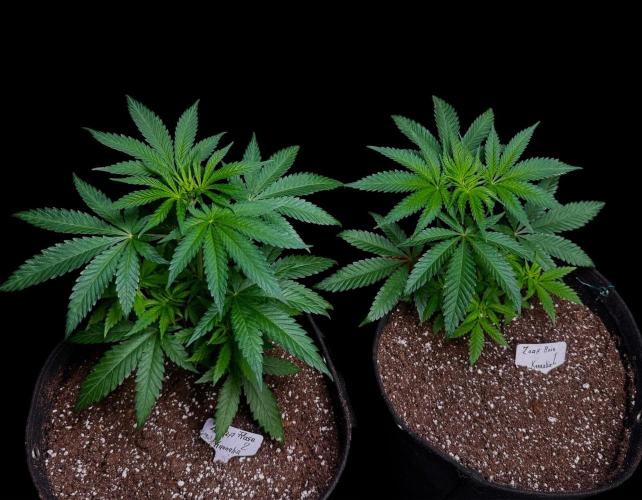 Zoap Rose. Week 6