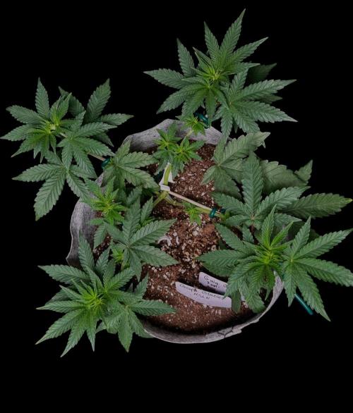 Grape Glacier. Week 7