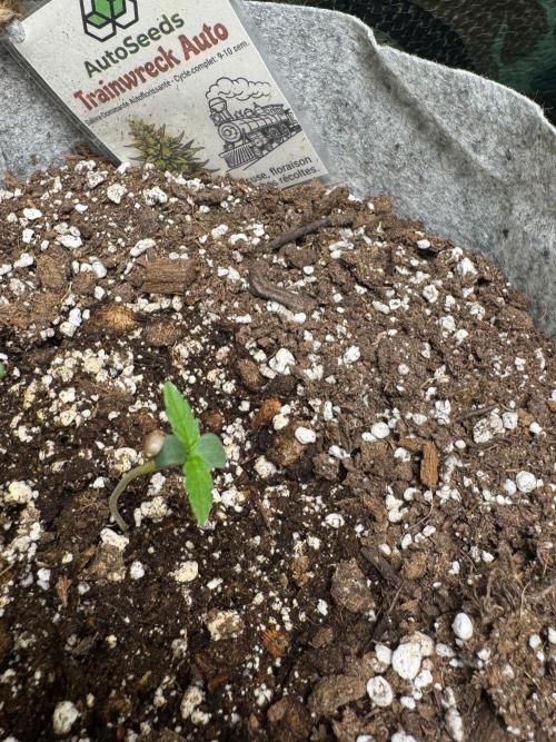 Trainwreck 002. Week 1