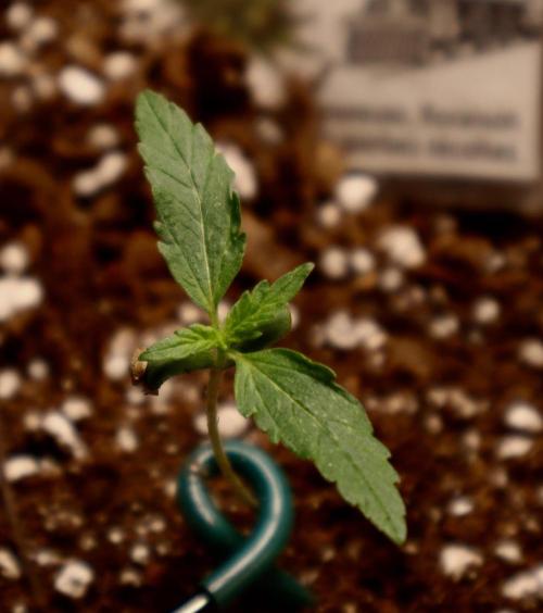 Trainwreck 002. Week 1