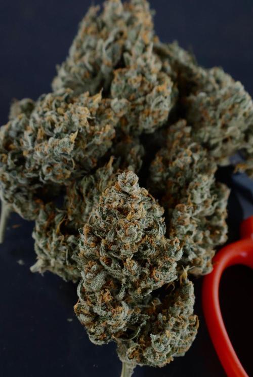 Delicious Cookies Auto #3?. Week 13