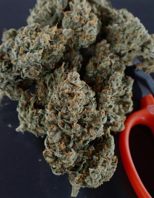 Delicious Cookies Auto #3?. Week 13