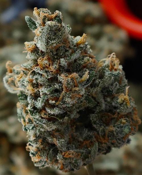 Delicious Cookies Auto #3?. Week 13