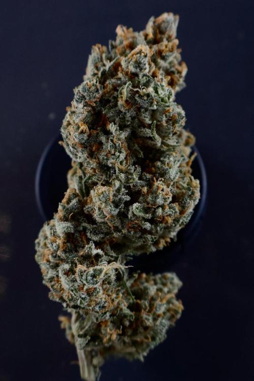 Delicious Cookies Auto #3?. Week 13