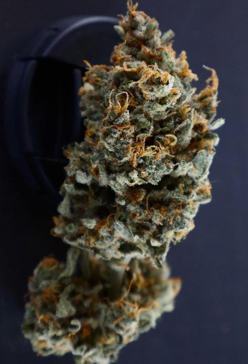 Delicious Cookies Auto #3?. Week 13