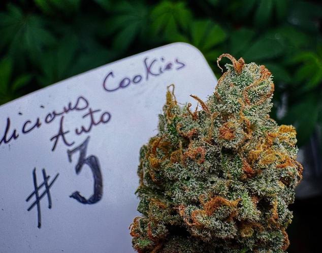 Delicious Cookies Auto #3?. Week 13