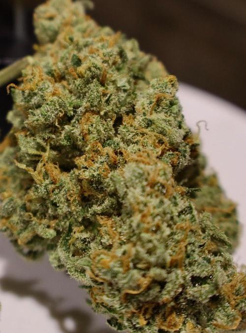 Delicious Cookies Auto #3?. Week 13