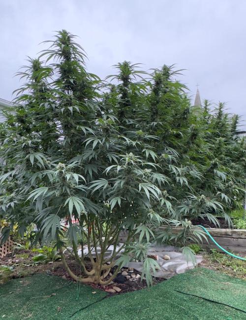 Candy Cream Go Fast. Week 23