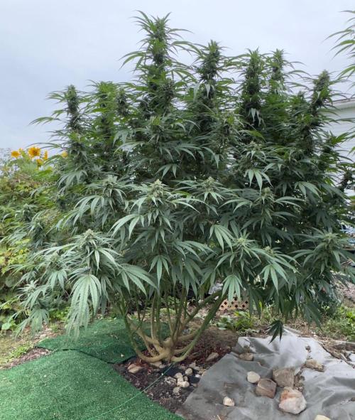 Candy Cream Go Fast. Week 23