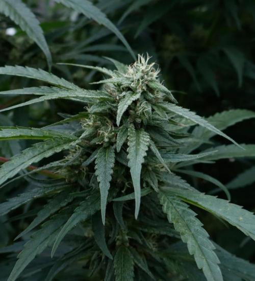 Candy Cream Go Fast. Week 23