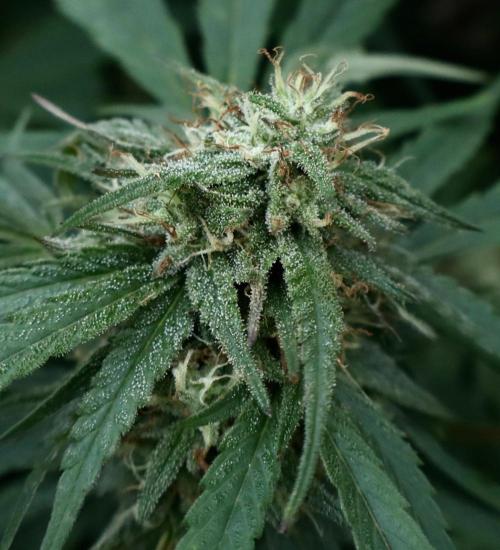 Candy Cream Go Fast. Week 23