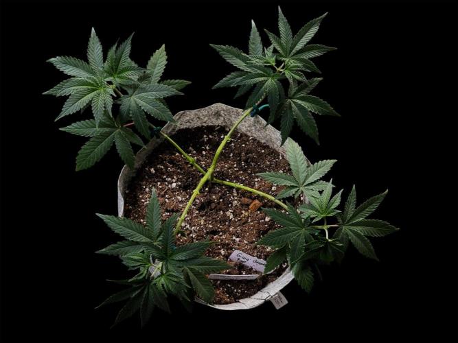 Grape Glacier. Week 8
