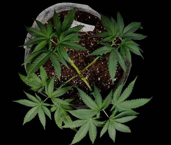 Gelato. Week 8