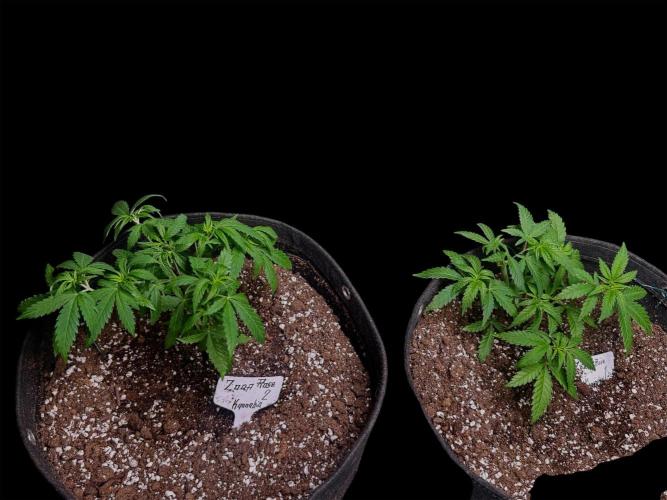Zoap Rose. Week 7