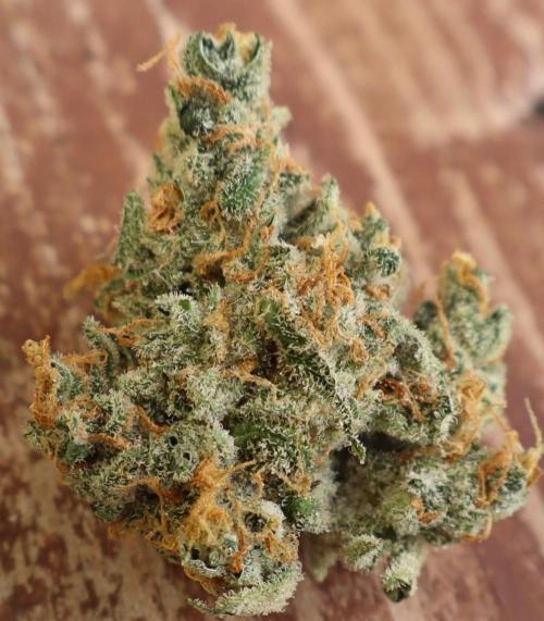 Delicious Cookies Auto #3?. Week 13
