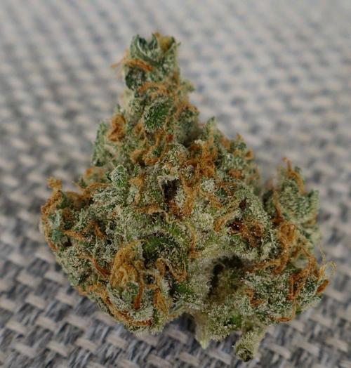 Delicious Cookies Auto #3?. Week 13