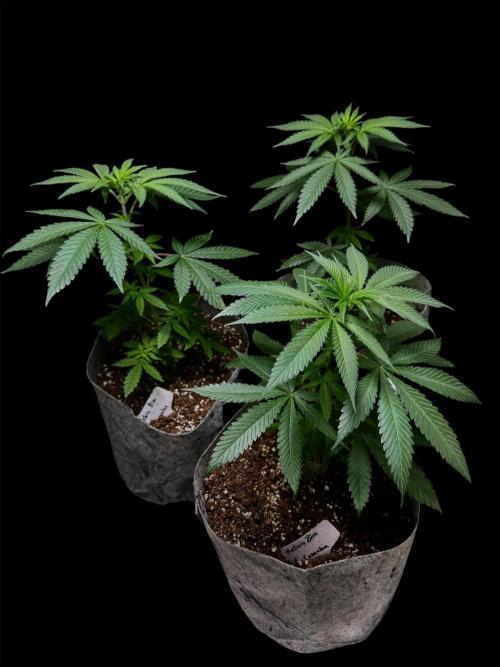 Mataro Blue. Week 7