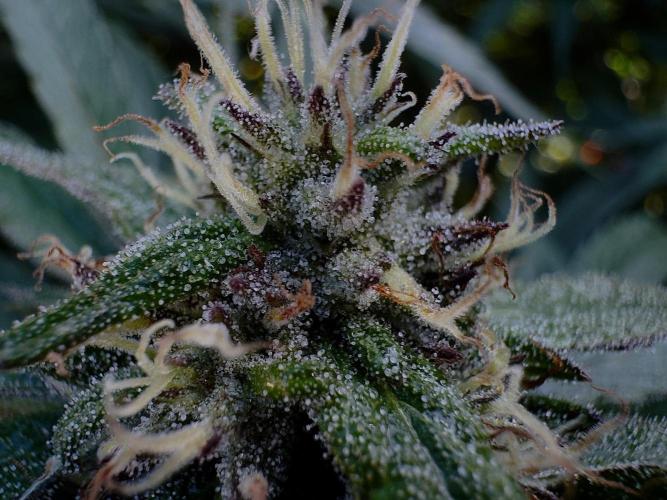 Candy Cream Go Fast. Week 23