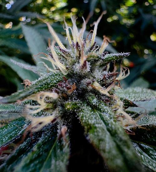 Candy Cream Go Fast. Week 23