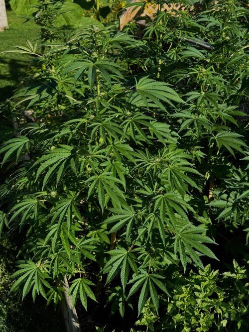 3 Strains 4 plants. Week 7
