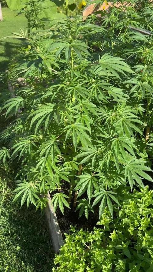 3 Strains 4 plants