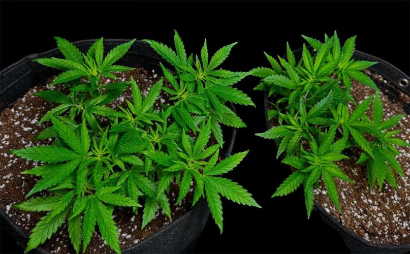 Zoap Rose. Week 7