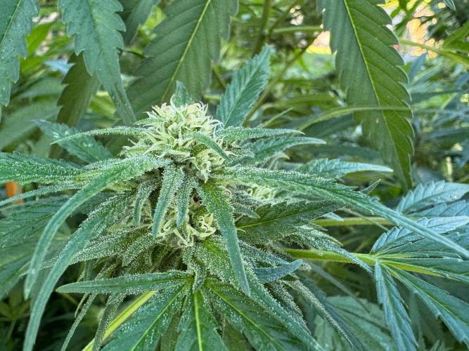 White Widow. Week 25