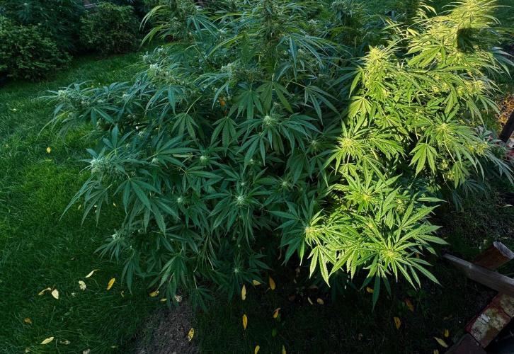 White Widow. Week 25