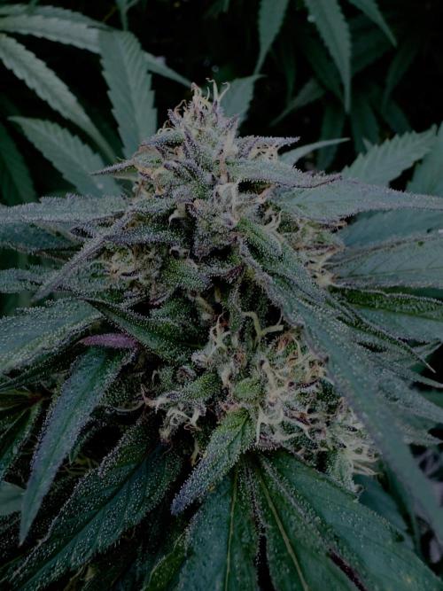 Candy Cream Go Fast. Week 23