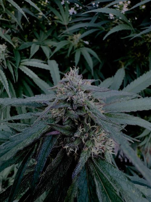 Candy Cream Go Fast. Week 23