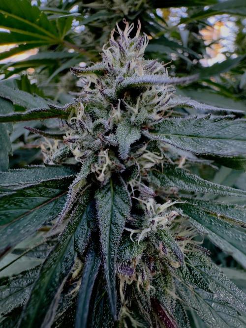 Candy Cream Go Fast. Week 23