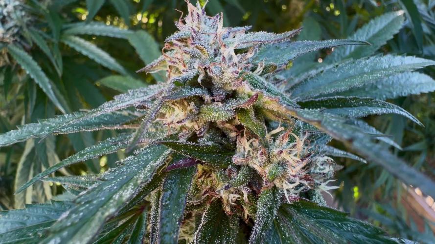 Candy Cream Go Fast. Week 23