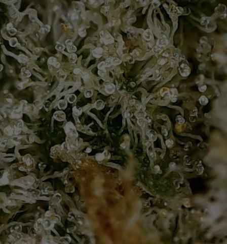 Delicious Cookies Auto #3?. Week 13