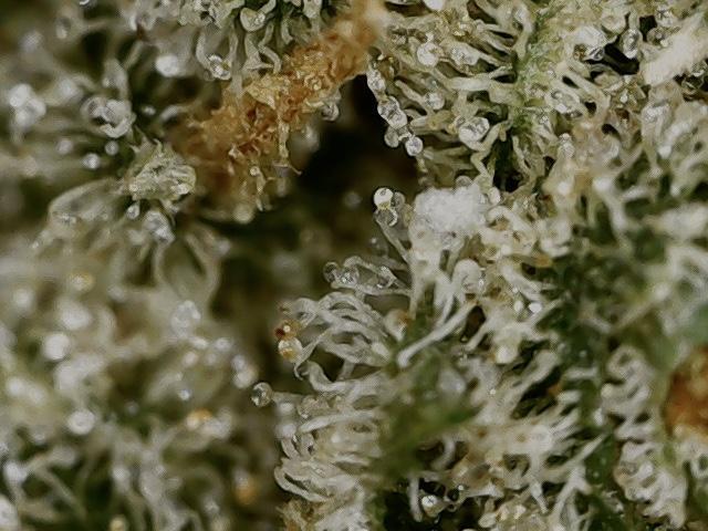 Delicious Cookies Auto #3?. Week 13